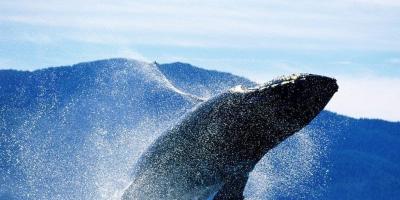 Mida vaalad kuulevad Huvitavaid juhtumeid vaalaliste elust