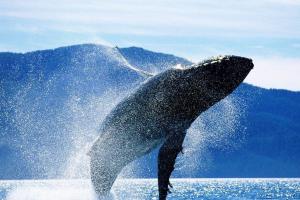 Mida vaalad kuulevad Huvitavaid juhtumeid vaalaliste elust