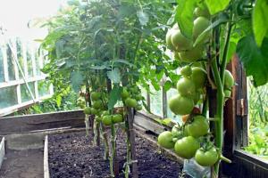 È possibile coltivare pomodori e cetrioli nella stessa serra Pomodori e cetrioli nella stessa serra