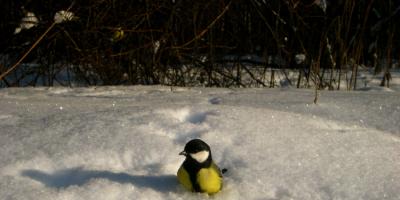 हमारे आस-पास की दुनिया पर असाइनमेंट (ग्रेड 1): सर्दियों में आने वाले कई पक्षियों के नाम बताएं और वे क्या खाते हैं। पक्षियों को उनके भोजन की विधि के अनुसार वर्गीकृत किया जाता है।