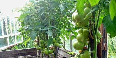 Kas tomateid ja kurke on võimalik kasvatada samas kasvuhoones Tomateid ja kurke on võimalik kasvatada samas kasvuhoones